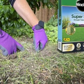 Miracle-Gro® Professional Super Seed Drought Tolerant Lawn image 2