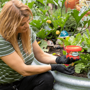 Scotts Osmocote® Controlled Release Fertiliser: Tomato, Vegetable & Herb image 4