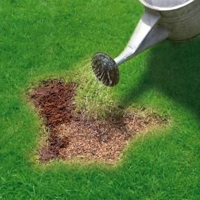Miracle-Gro® Patch Magic® Grass Seed, Feed & Coir image 3