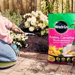 Miracle-Gro® Premium Azalea, Camellia & Rhododendron Ericaceous Compost image 2
