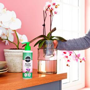 Feeding orchids sales