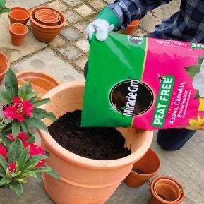 Miracle-Gro® Peat Free Premium Azalea, Camellia & Rhododendron Ericaceous Compost image 2