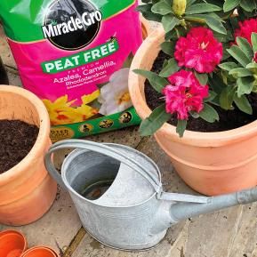Miracle-Gro® Peat Free Premium Azalea, Camellia & Rhododendron