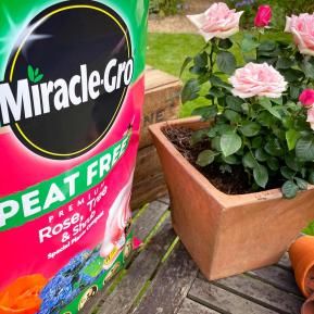 Miracle-Gro® Peat Free Premium Rose, Tree & Shrub Compost image 3