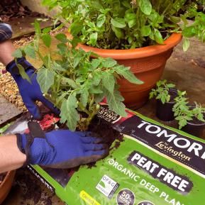 Levington® Tomorite Peat Free Organic Planter image 4