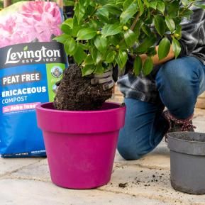 Levington® Peat Free Ericaceous Compost with added John Innes image 3