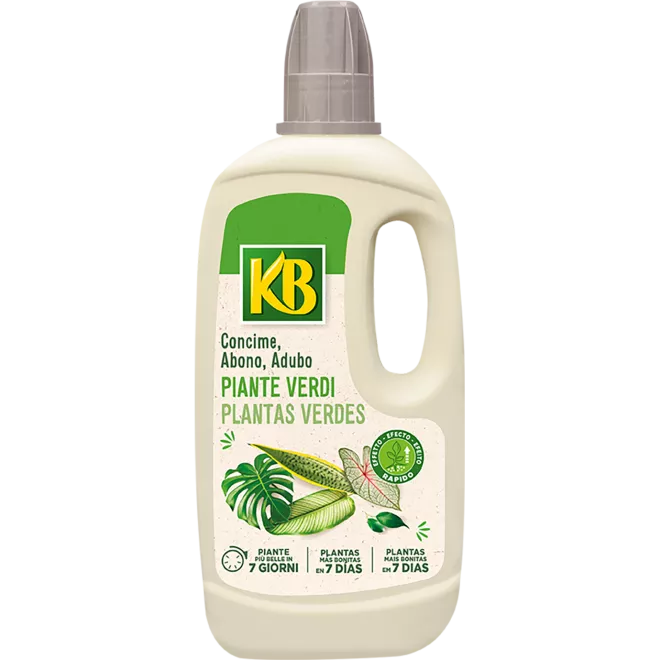 KB Piante verdi main image