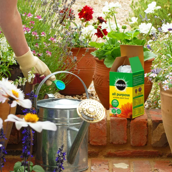 Miracle-Gro® All Purpose Soluble Plant Food image 3