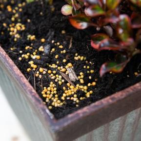 Scotts Osmocote Controlled Release Fertiliser for Pots, Planters image 6