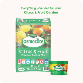 Scotts Osmocote® Controlled Release Fertiliser: Citrus & Fruit image 8