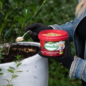 Scotts Osmocote® Controlled Release Fertiliser: Roses, Gardenias, Azaleas & Camellias image 7