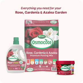 Scotts Osmocote® Controlled Release Fertiliser: Roses, Gardenias, Azaleas & Camellias image 8