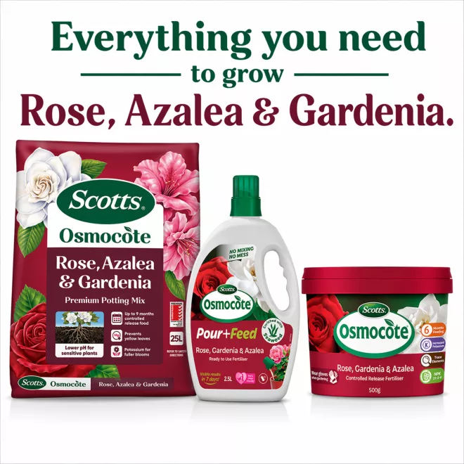 Scotts Osmocote® Rose, Gardenia, Azalea & Camellia Mix image 7