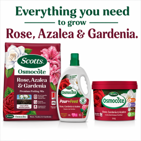 Scotts Osmocote® Rose, Gardenia, Azalea & Camellia Mix image 7
