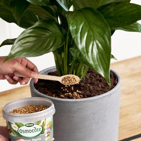 Scotts Osmocote Controlled Release Fertiliser for Indoor Plants image 5