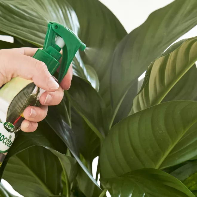 Scotts Osmocote Mist+Feed for Indoor Plants image 3