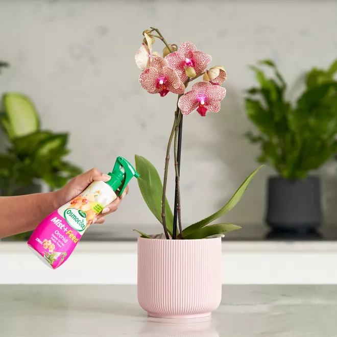 Scotts Osmocote Mist+Feed for Orchids image 3