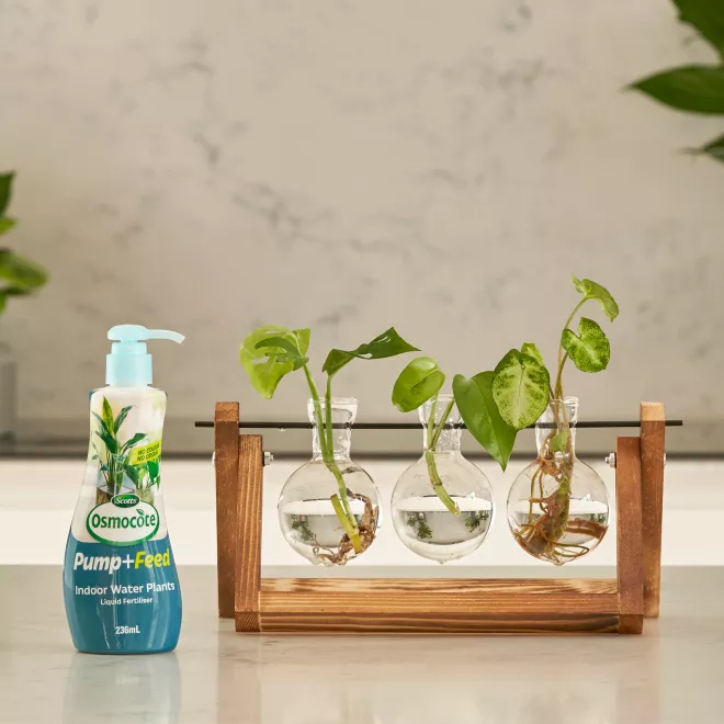 Scotts Osmocote Pump+Feed for Indoor Water Plants image 3