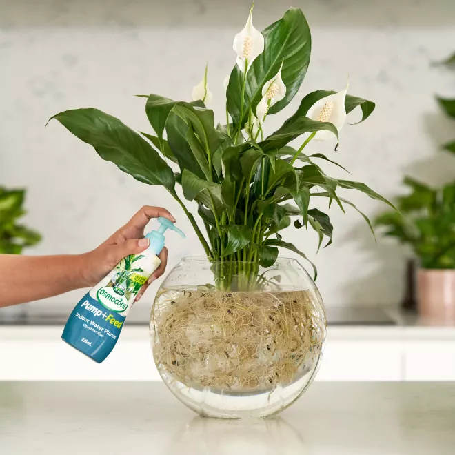 Scotts Osmocote Pump+Feed for Indoor Water Plants image 4