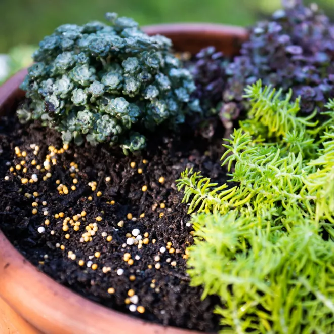 Scotts Osmocote® Controlled Release Fertiliser: Cacti & Succulent image 6