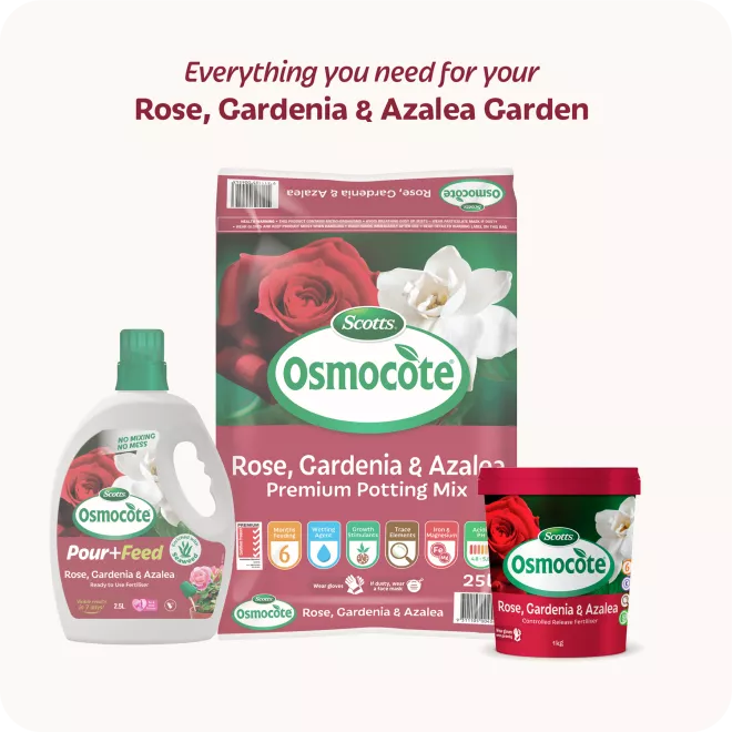 Scotts Osmocote® Controlled Release Fertiliser: Roses, Gardenias, Azaleas & Camellias image 6