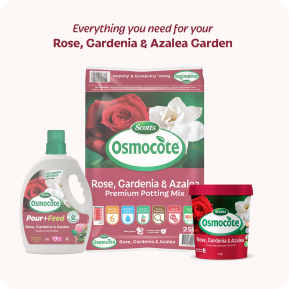 Scotts Osmocote® Controlled Release Fertiliser: Roses, Gardenias, Azaleas & Camellias image 6
