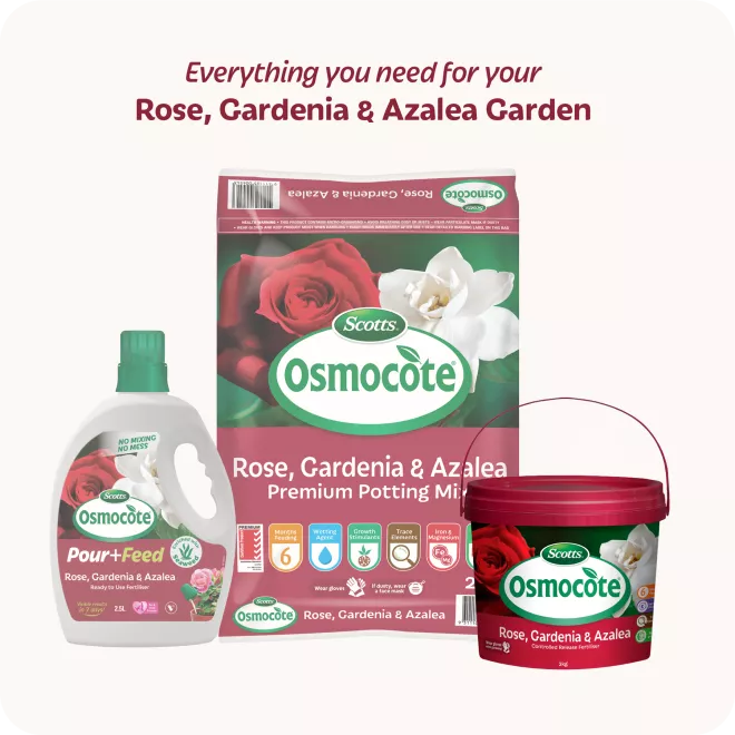 Scotts Osmocote® Controlled Release Fertiliser: Roses, Gardenias, Azaleas & Camellias image 6