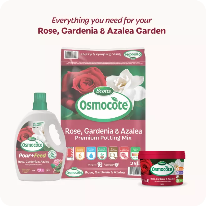 Scotts Osmocote® Controlled Release Fertiliser: Roses, Gardenias, Azaleas & Camellias image 8