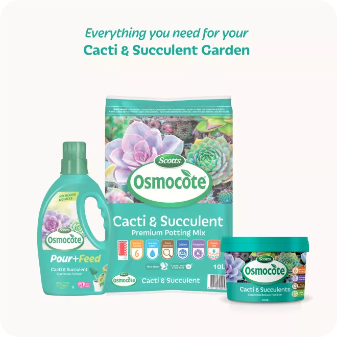 Scotts Osmocote® Controlled Release Fertiliser: Cacti & Succulent image 7