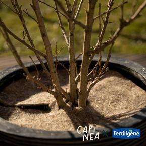 Capinea X Fertiligène Disque de paillage sécheresse et gel image 4