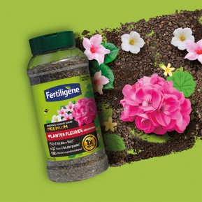 Fertiligène engrais longue durée premium plantes fleuries, géraniums image 2