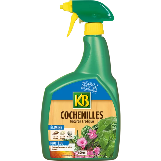 KB cochenilles prêt à l'emploi main image