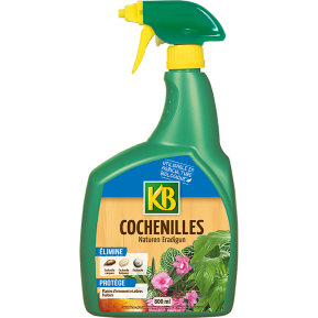 KB cochenilles prêt à l'emploi main image