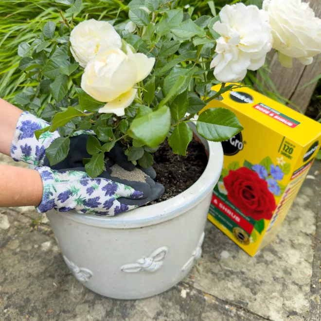 Miracle-Gro® Plant Food Fast Acting Granules - Rose & Shrub image 3