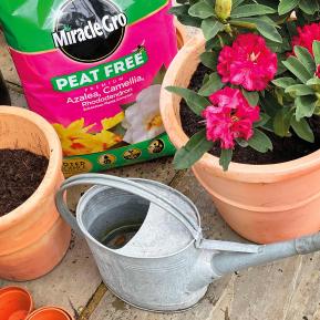 Miracle-Gro® Peat Free Premium Azalea, Camellia & Rhododendron Ericaceous Compost image 4