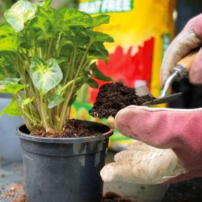 Miracle-Gro® Peat Free Premium Houseplant Potting Mix image 3