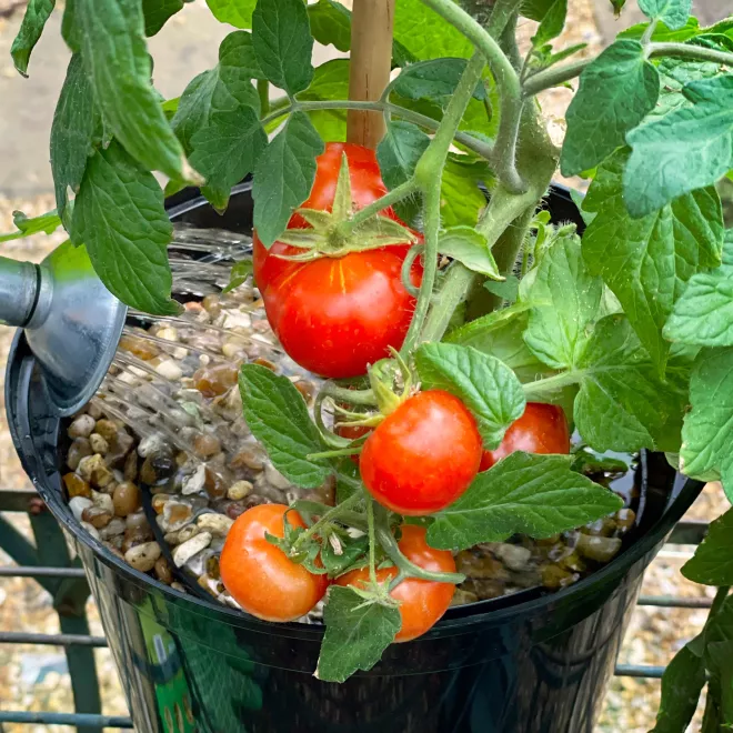 Levington® Tomorite® Concentrated Tomato Food image 2