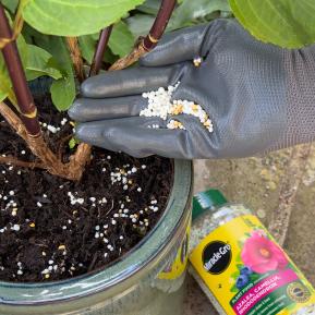 Miracle-Gro® Plant Food Granules - Azalea, Camellia, Rhododendron image 4
