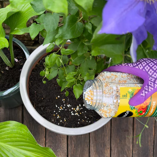 Miracle-Gro® Plant Food Granules - All Purpose image 3
