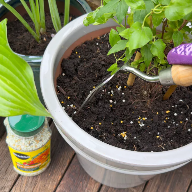 Miracle-Gro® Plant Food Granules - All Purpose image 4