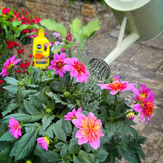 Miracle-Gro® Liquid Plant Food - All Purpose image 5