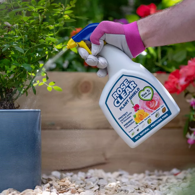 RoseClear® Plant Shield Spray image 3