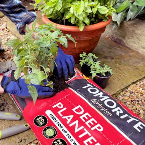 Levington® Tomorite® Deep Planter image 2