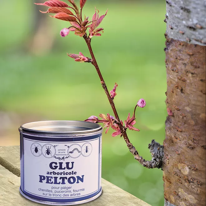 Pelton glu arboricole image 2