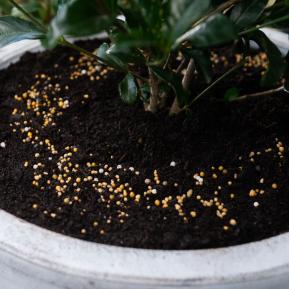 Scotts Osmocote® Controlled Release Fertiliser: Roses, Gardenias, Azaleas & Camellias image 5
