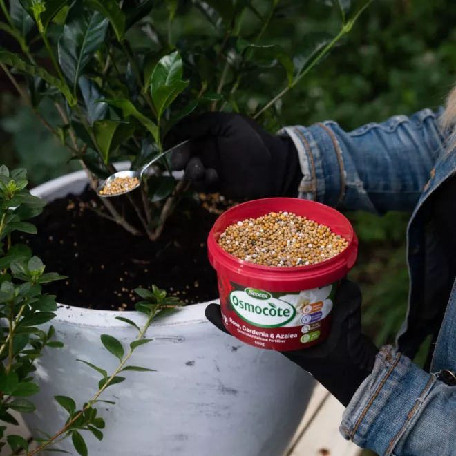 Scotts Osmocote® Controlled Release Fertiliser: Roses, Gardenias, Azaleas & Camellias image 6