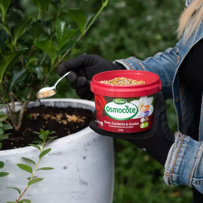 Scotts Osmocote® Controlled Release Fertiliser: Roses, Gardenias, Azaleas & Camellias image 7