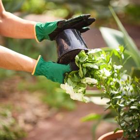 Baileys Premium Potting Mix image 4