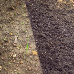Levington® Composted Mulch image 2