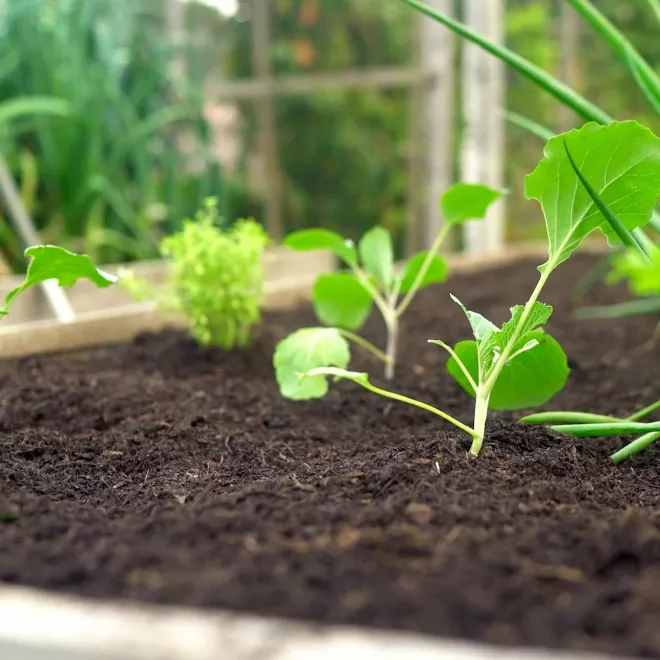Levington® Composted Mulch image 3